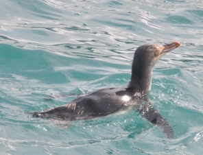 Yellow Eyed Penguin in Akaroa Harbour